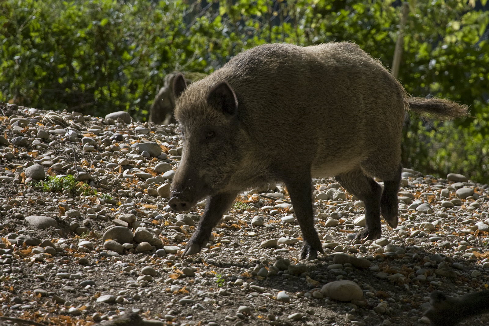 Carte mensuelle mixte dans le Jura