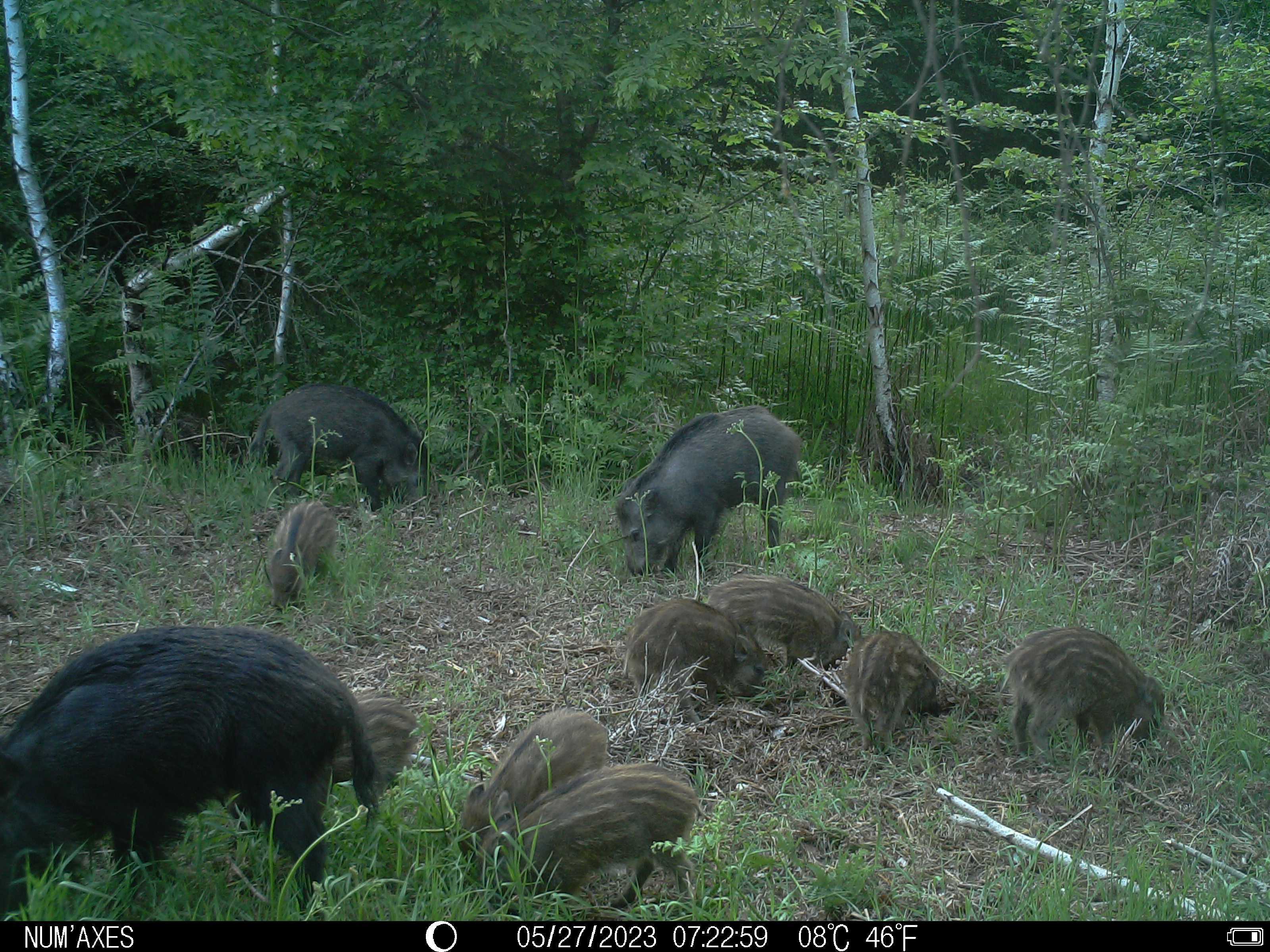 Journée de chasse grand gibier dans le Loiret