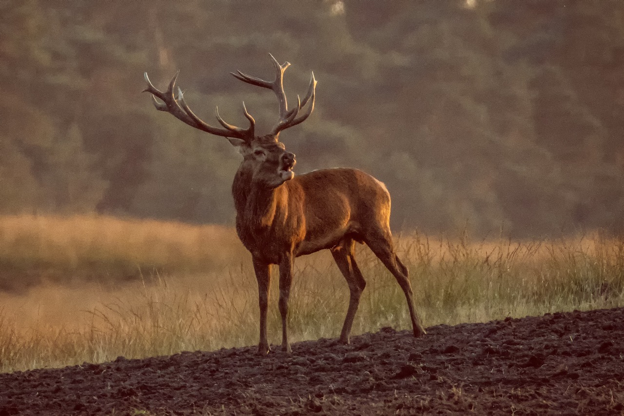 Action de chasse à l'approche dans les Pyrénées