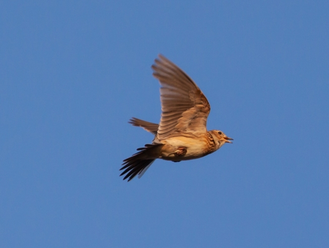 Chasse à l'alouette au miroir en Meurthe-et-Moselle