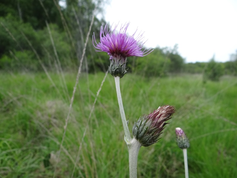 Plantes oubliées : à la redécouverte des trésors comestibles et médicinaux de Sologne