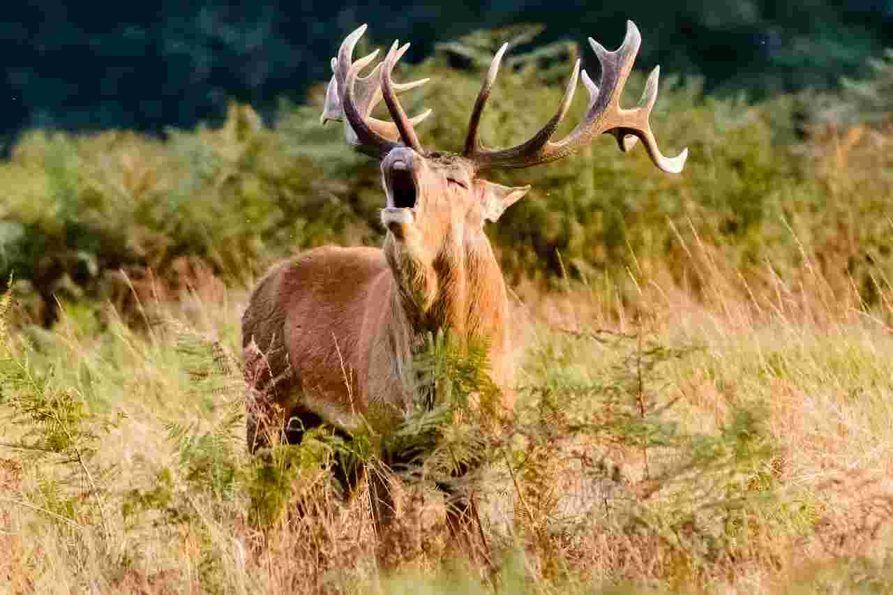 Action de chasse au grand gibier en Sologne