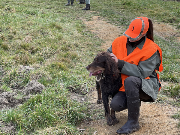Le sanglier - Gibier de Chasse