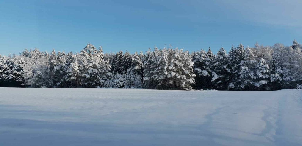 Part de chasse en Alsace, battue, affut et pirsch grands gibiers