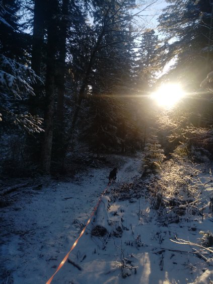 Journée découverte grand gibier dans le Doubs