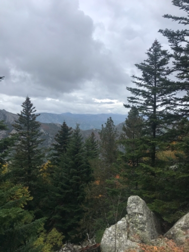 Journée ou weekend grands gibiers en forêt de la Souche