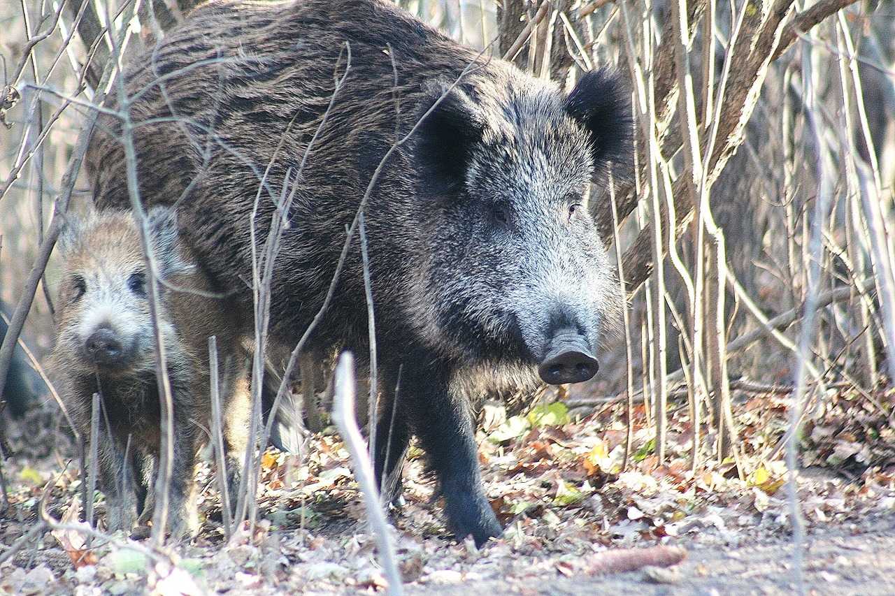 Journée de battue aux sangliers et chevreuils en Ille-et-Vilaine