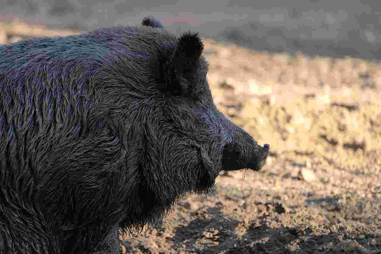 Chasse Gros Gibier Vallée de l’Ouche