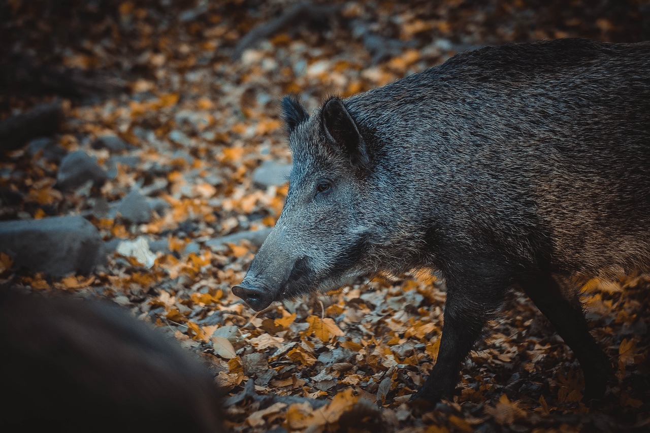 Action de chasse au grand gibier en Seine-et-Marne