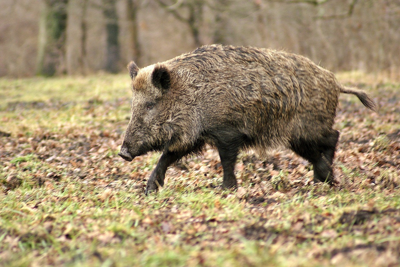 Action de chasse au grand gibier en Sologne