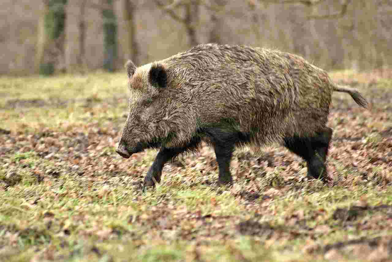 Journée de chasse au grand gibier dans la Somme