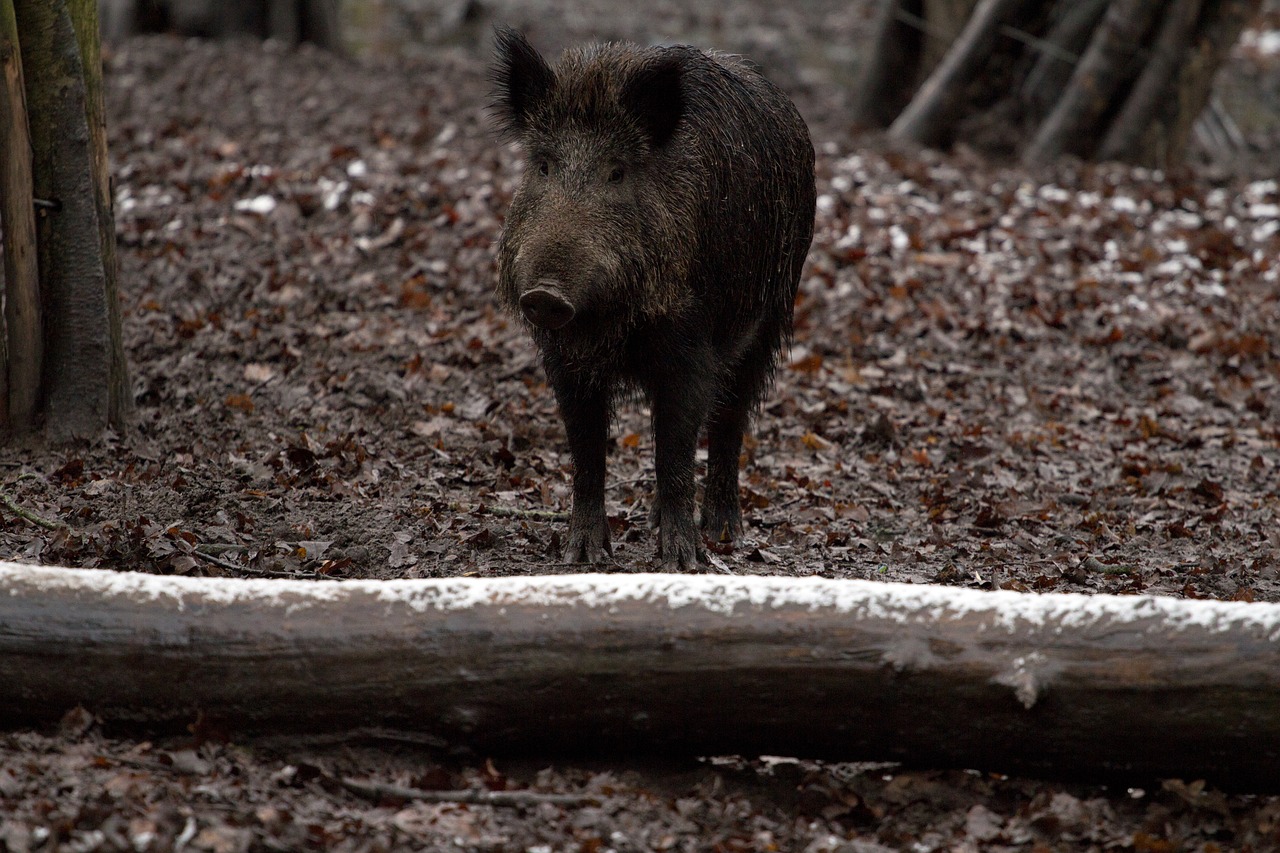 Week-end de chasse au grand gibier en Meuse