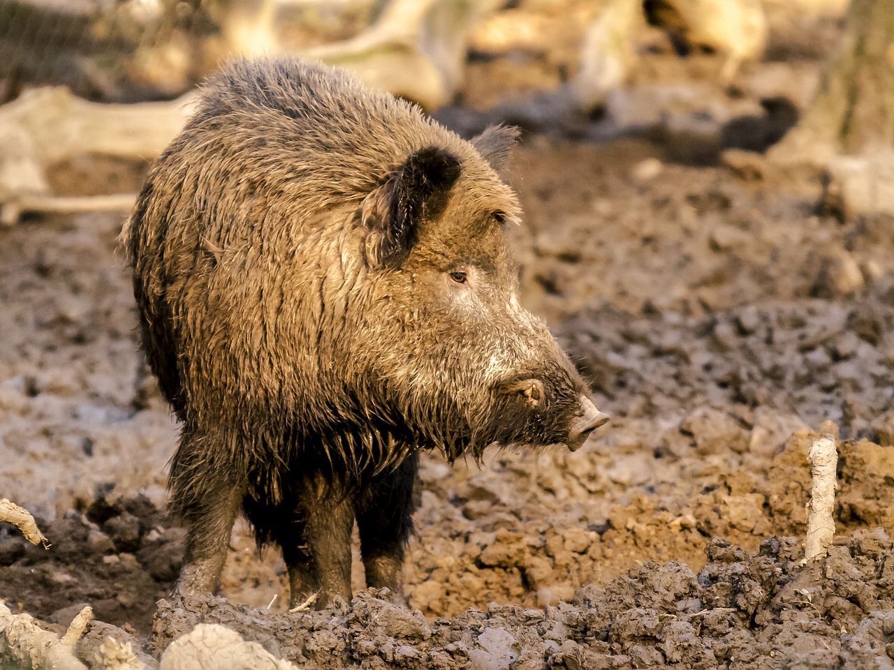 Action de chasse au grand gibier dans la Somme