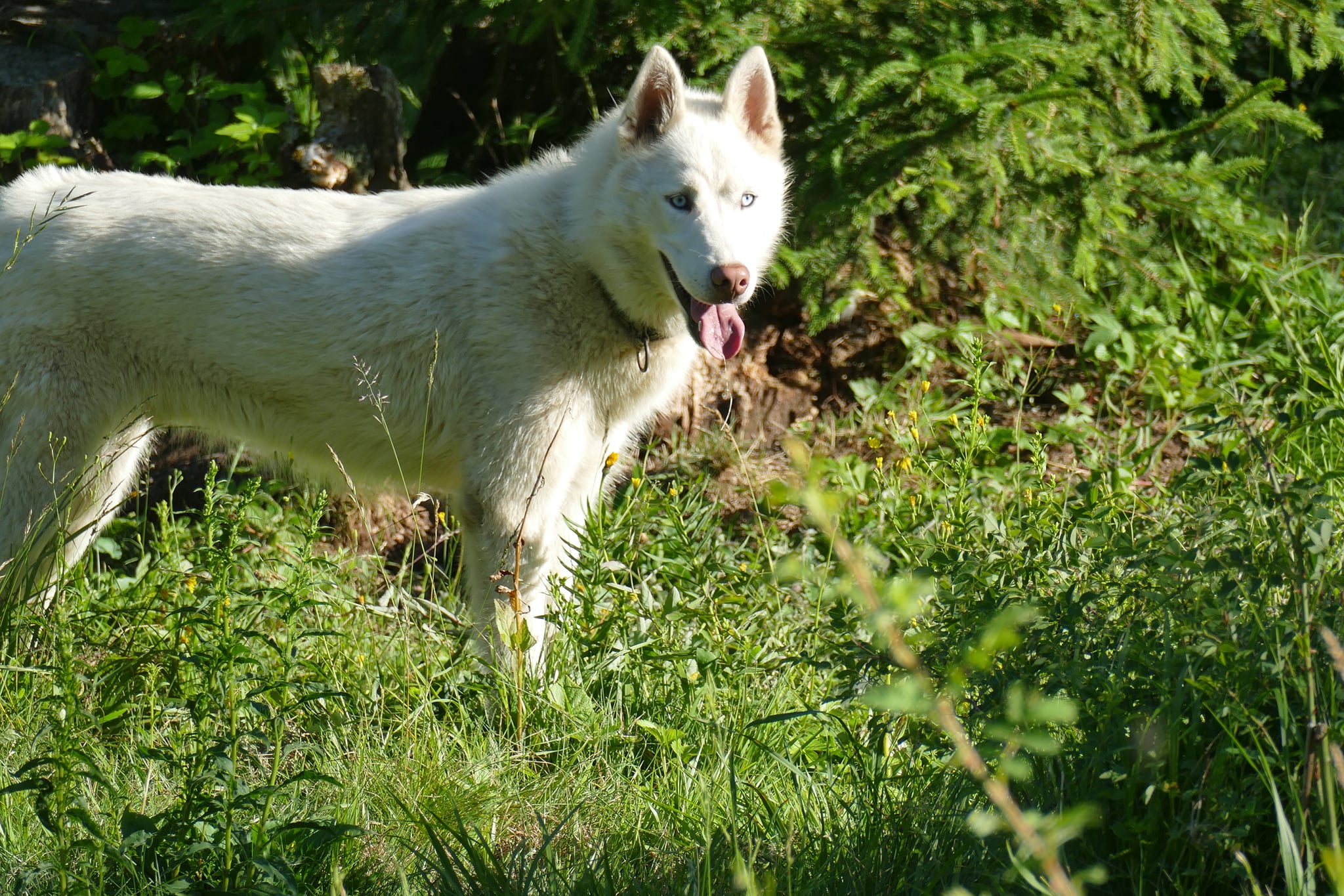 L'univers des chiens de traîneaux : visite du chenil (et caresses !)