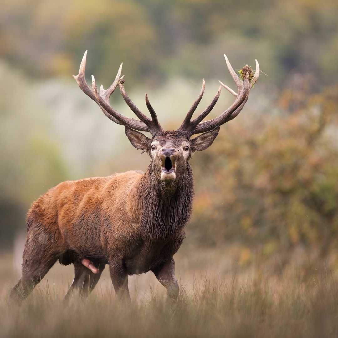 Escapade Sauvage Observation du Brame du Cerf, Meuse