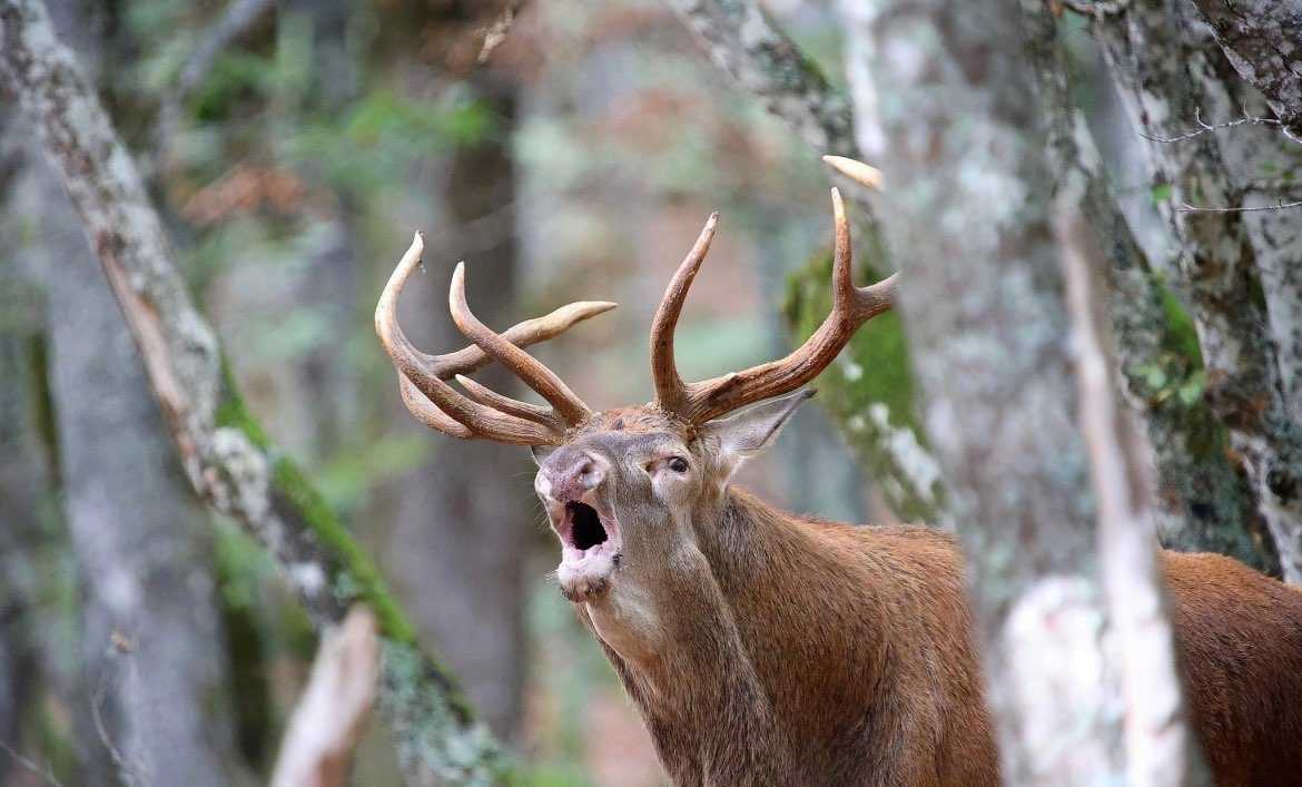 Brâme du cerf en Lozère